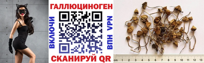 Галлюциногенные грибы мицелий  купить наркотики цена  Закаменск 